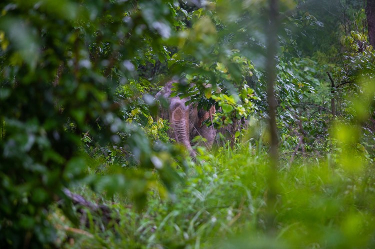 Op zoek naar olifanten in Bardiya National Park